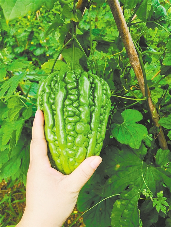 杜阮凉瓜.jpg 杜阮凉瓜.jpg