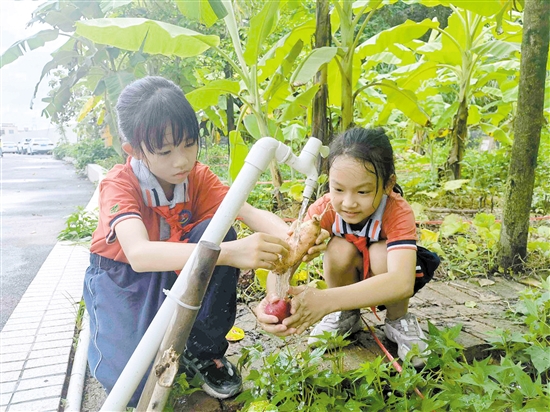 良山小学挖番薯、洗番薯，同学们忙得热火朝天。.jpg