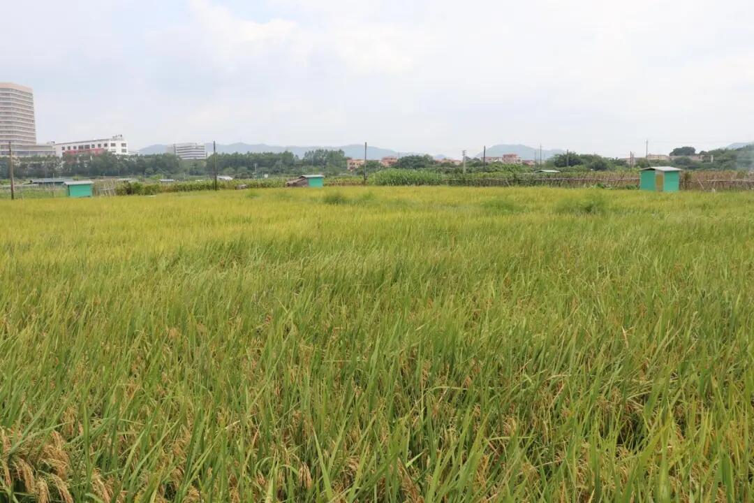 土地“流”出新活力，“转”出乡村新“钱”景！